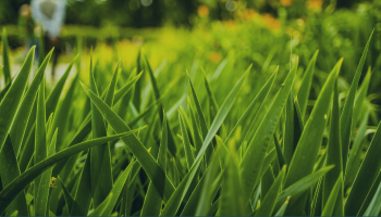 green spaces